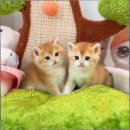 캣스토리 고양이분양 일산본점 이미지