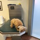 디오펫살롱 | 말티푸 비비아나 지위픽 사슴 정강이뼈 첫 시식