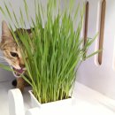 새싹마트 이미지