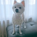 하이멍 애견미용 | 새솔동 애견미용 전문 &#39;하이멍&#39; 3년째 다니는 강아지미용실 방문후기