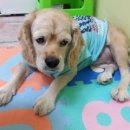 마티애견 이미지