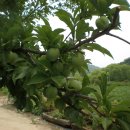 다산농원 이미지