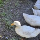 오리들1길 이미지