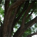 [문화재답사/원주] 원주 반계리 은행나무 - 천연기념물 제167호 이미지
