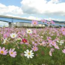 삼락생태공원 이미지