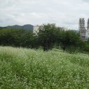 한반도면-12 이미지