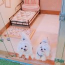 몽이네 맡겨보시개 이미지