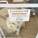 위드퍼피 애견미용실 이미지