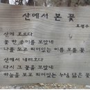 춘초몽 이미지