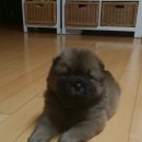 황우 이미지
