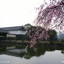 [y`s] 20.1 도쿄 최고의 벚꽃을 찾아서 - 고꾜, 무도관, 치도리가후치 이미지