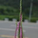 타래 - 원주시 강변로 339 | 타래