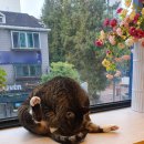 고등어아가씨 이미지