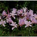 야생화펜션 이미지