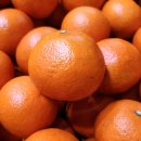 브릭스 제주 이미지