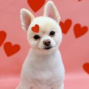 하이몽 애견미용실 이미지