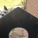 도무스 펫샵 이미지