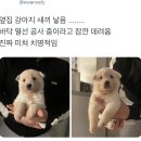 옆집강아지 이미지