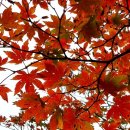 지리산 단풍비 이미지