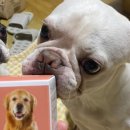 프롬퍼피 이미지