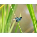 나비잠자리 이미지