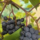 서해랑길 84코스 아산구간 인주공단교차로에서샛별슈퍼 Sk 주유소 일부구간 이미지