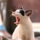 오창동물병원 이미지