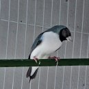 블르