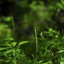 솔롱고스 이미지