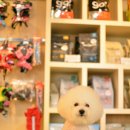 루이비숑 이미지