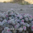 에델바이스민박 - 청도군 신원3길 7 | 에델바이스민박