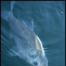 내촌낚시터 이미지