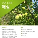 매실 이미지