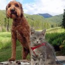 강아지와 고양이 이미지