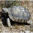 거북이집 이미지