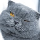 행복한고양이 티스토리