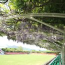 등나무운동장 이미지