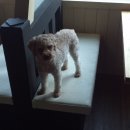 쁘띠시앙 이미지