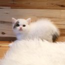 베베캣 고양이 이미지