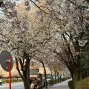 분당-11 | 아기랑 벚꽃 셀프스냅 ㅣ 4월 11일 분당 탄천 벚꽃 실시간 후기 및 위치공유