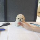 파브 퍼피 | 🐾 진해강아지분양 ｜ 오늘도 가족을 기다리는 따뜻한 눈망울들