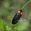 반딧불이 이미지