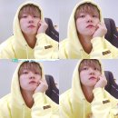 노란병아리 이미지