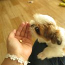 역전동물약국 이미지