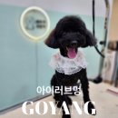 잊지 멍(ITZY  MUNG) | 덕양구 애견미용, 아이러브멍 전체미용+스파 후기