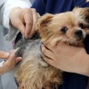 오 동물병원 이미지