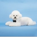 오드리펫 이미지