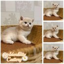 골든키티캐터리 이미지