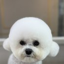 피카소 동물병원 미용 이미지