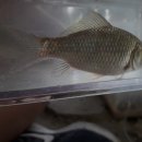 명일중학교 이미지